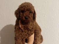 TOY POODLE RED BROWN