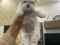 Tea cup maltese