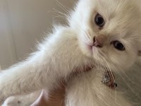 2 Aylık Scottish Fold Bebekler