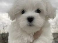 Shih tzu köpeği yavruları