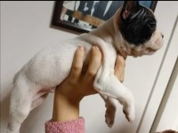 French bulldog 2 aylık