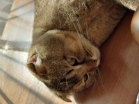 Scottish fold Kedisi Acil Satılık