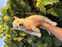 Mavi göz Husky bebekler