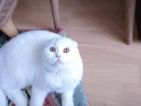 scottish fold beyaz kedimiz