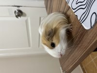 4 aylık erkek guinea pig