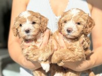 Maltipoo Prensesler