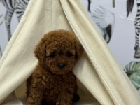 Kore Kan Poodle Bebekler