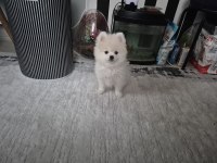 Show kalite pomeranian boo erkek yavru