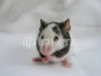 Panda mice