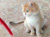 Ny12 golden full şecereli british longhair