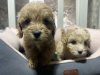 3.5 kg garantili maltipoo yavrular
