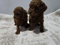 Dark Brown Kore Poodle Bebekler