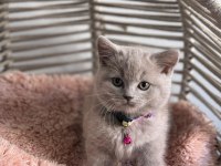 A kalite ayıcık british shorthair yavrular