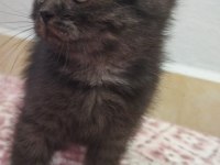 Yavrumuz yeni yuvasını bekliyor british shorthair