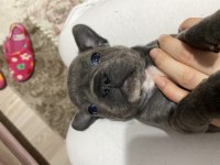 French bulldog yavrular