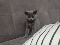 Son İki Yavru British Shorthair