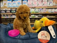 Orj. Babyface Poodle Bebeklerimiz