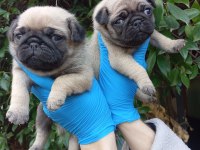 A KALİTE PUG MOPS SIFIR BURUN BEBEKLER
