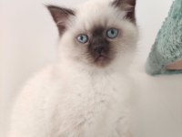 2 aylık british shorthair yavrular