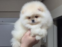 ÜST KALİTE ORİJİNAL IRK AYICIK YÜZ POMERANİAN BOO