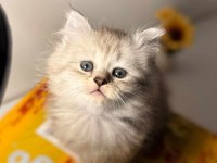 Erkek Yavru British Longhair
