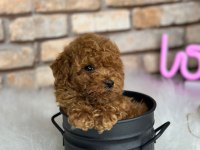 Şecereli mikro cipli poodle yavrular