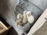 Yavru Scottish Fold Kediler