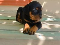 2 aylık dişi rottweiler mükemmel anatomi bayram öncesi ACİL