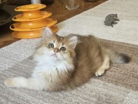Muhteşem Ny11 Golden British Longhair