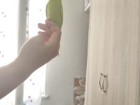 Cana yakın muhabbet kuşlar