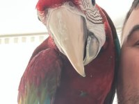 Yavru macaw