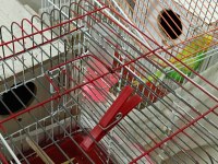 Yavru ve Yetişkin Eşli Muhabbet Kuşları