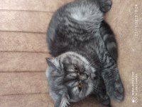 5 aylık british shorthair
