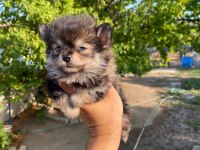 Dişi pomeranian boo yavru