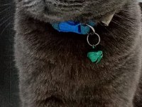 British shorthair kedisi