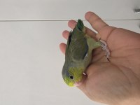 Forpus yavru