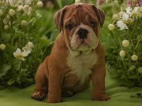 TUVALET EĞİTİMLİ İNGİLİZ BULLDOG YAVRUMUZ