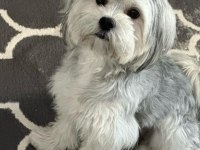 Evinizin Maskotu Olacak Mükemmel Dost Köpeğimiz