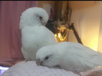 Albino kırmızı göz forpus papağanı
