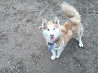 Safkan Sibirya Kurdu Husky