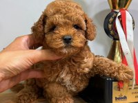 RED DİŞİ TEACUP TOY POODLE