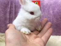 Cüce Netherland Dwarf Yavrularımız