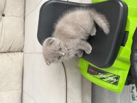 Scottish fold yavru