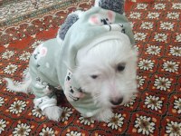 Akıl küpü tatlı terrier kızımız liaa