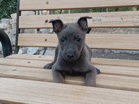 Belçika malinois