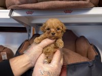 TEACUP MALTİPOO YAVRULARIMIZ