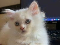 British longhair yavrular