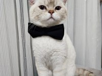 Safkan british shorthair bluepoint