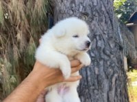 Üretim çifliğimizden Akita yavruları