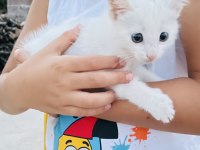 Van kedisi yavrusu babalık hakkı alınmıştır